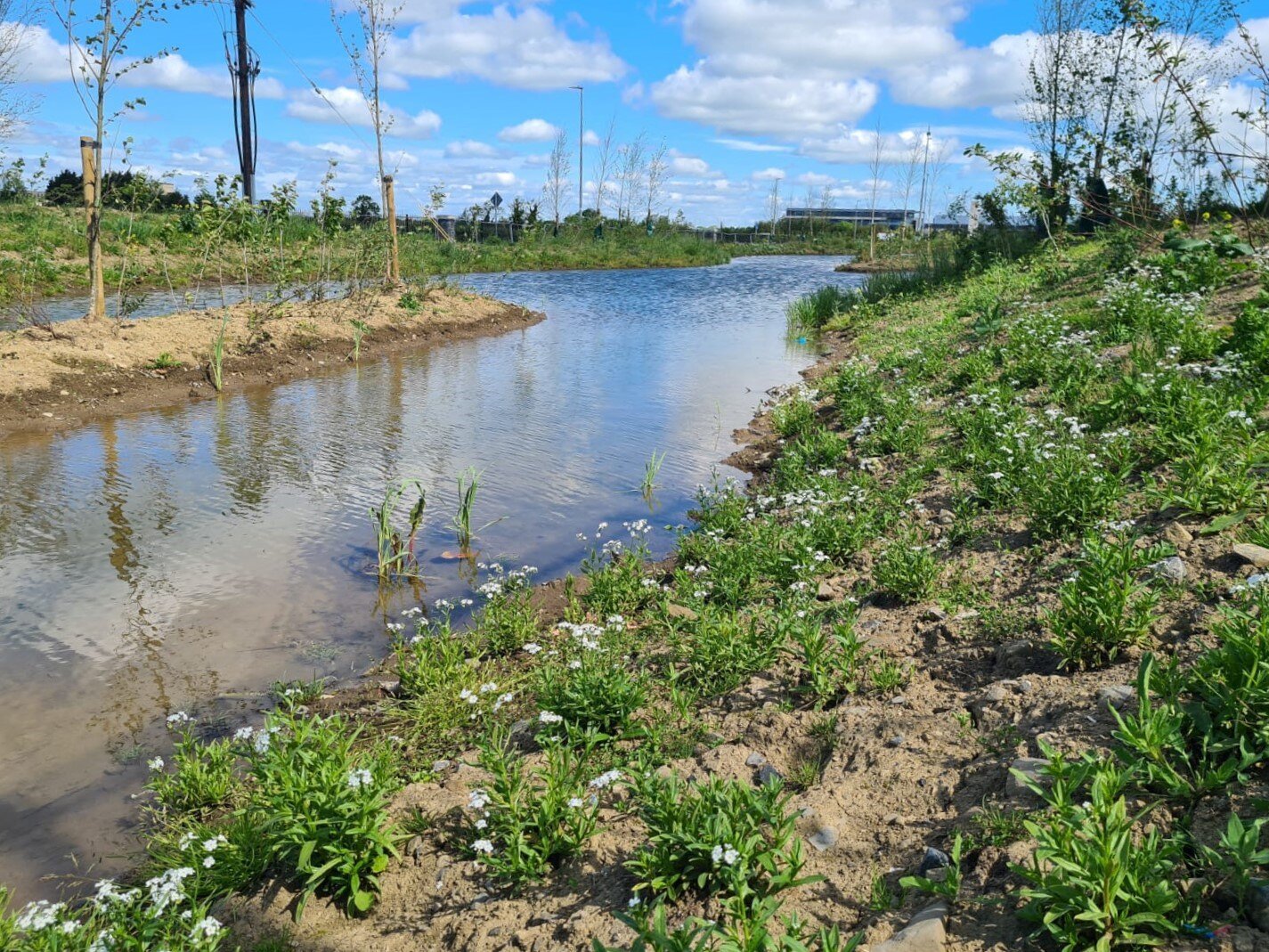 1.1. Wetland (straight)