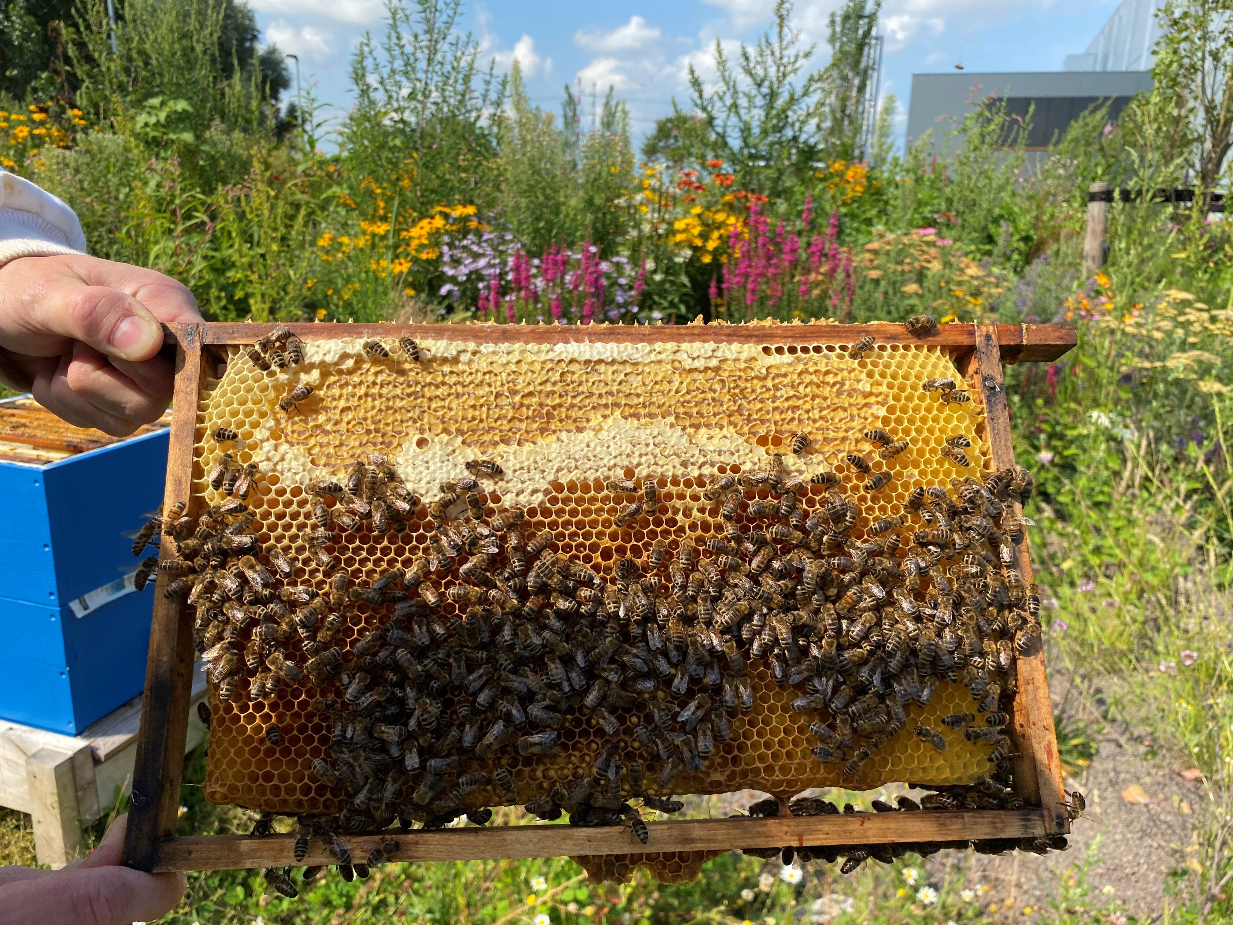 CyrusOne Pitches in to Help the Bees and Food Insecure in Northern Virginia